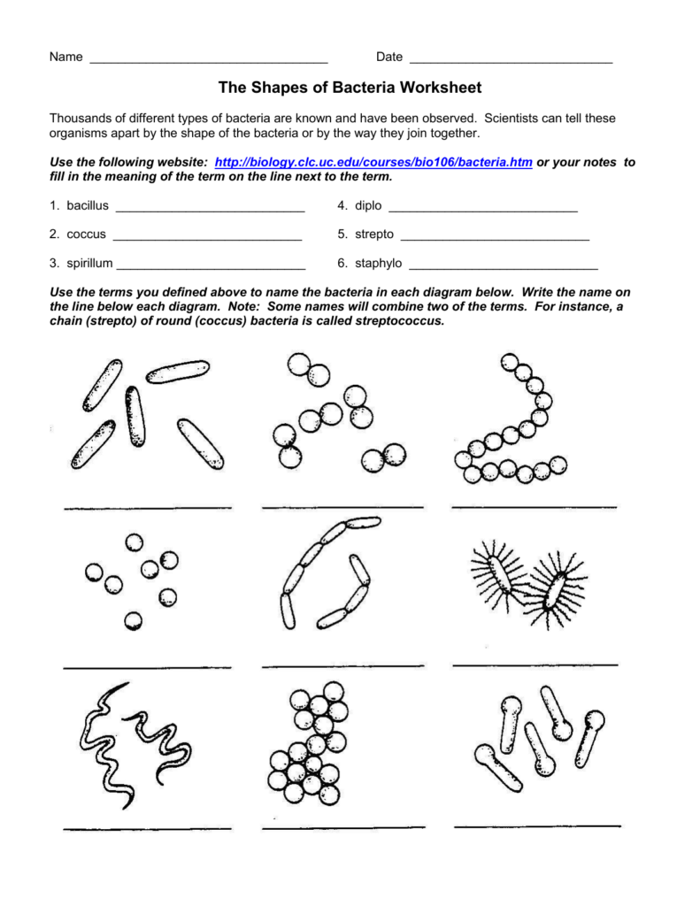 Different Types Of Bacteria Shapes